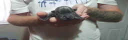 Mixed Breed dogs for sale: STAFFIE CROSS SHAR PEI PUPPIES  in Brighouse - Advert 4