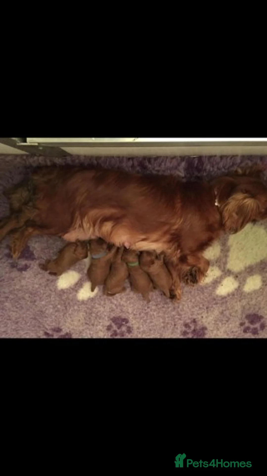 Cavapoo dogs for stud: Extensively Heath Tested Deep Red Min Poodle in Mansfield - Advert 6