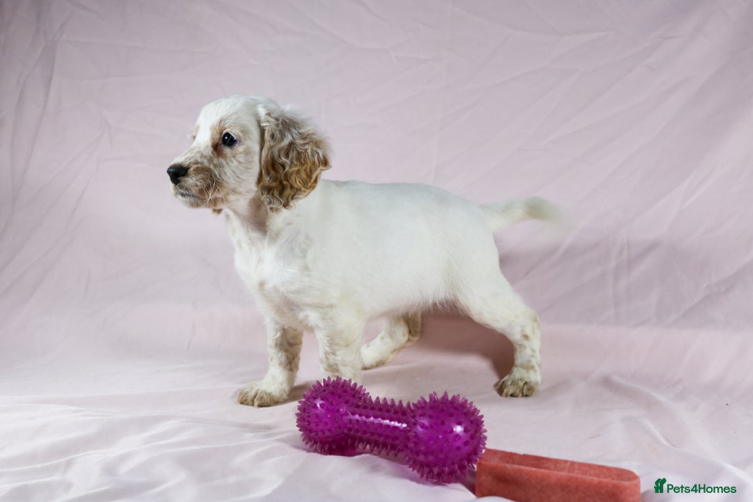 Cockapoo dogs for sale: Ready now beautiful litter F1B cockapoo puppies  in Leicester - Image 39