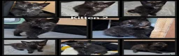 Domestic Shorthair cats for sale: 5 Beautiful female kittens for sale  - Advert 25