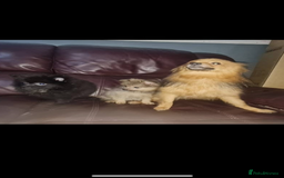 Pomeranian dogs for sale: Pomeranian puppy - Image 8