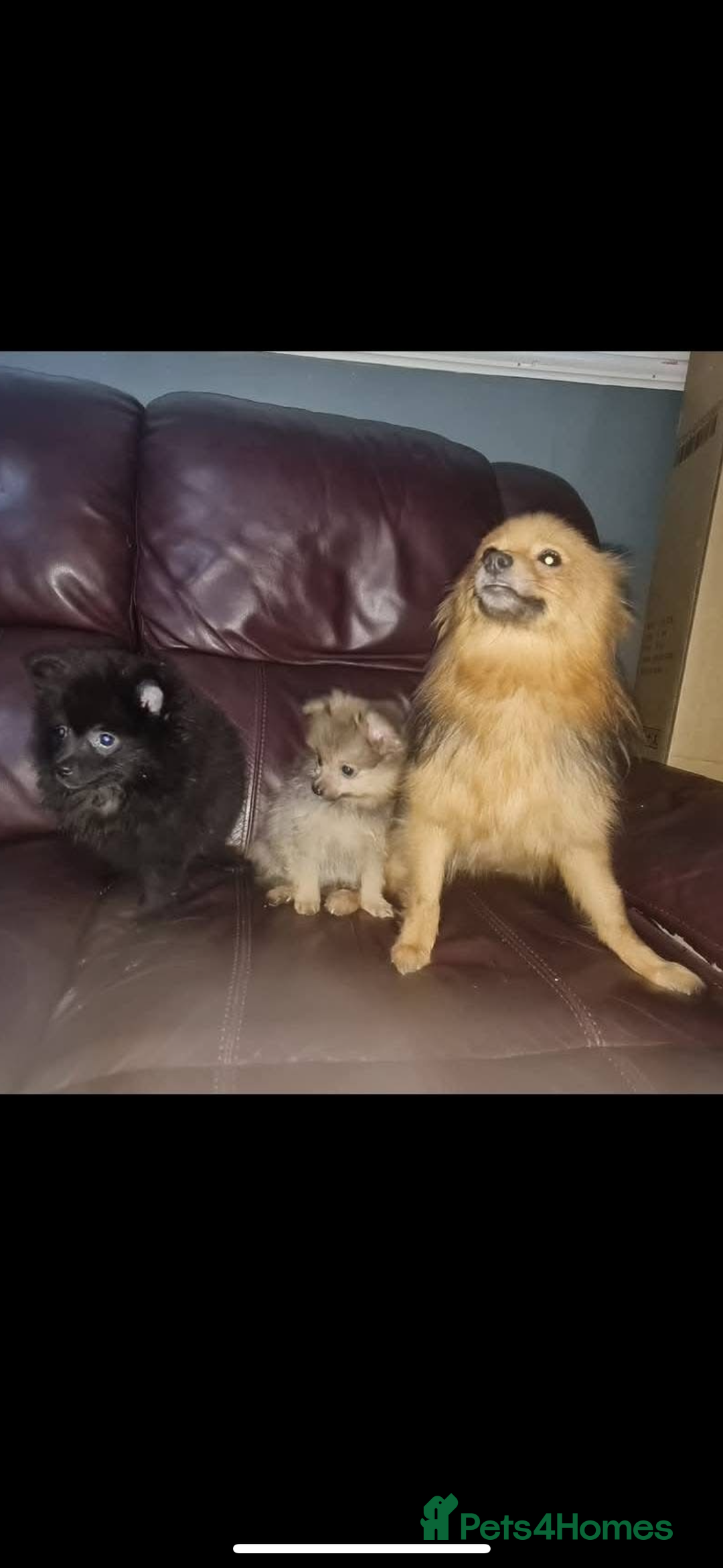 Pomeranian dogs for sale: Pomeranian puppy - Image 8