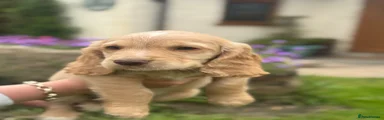 Cocker Spaniel 3