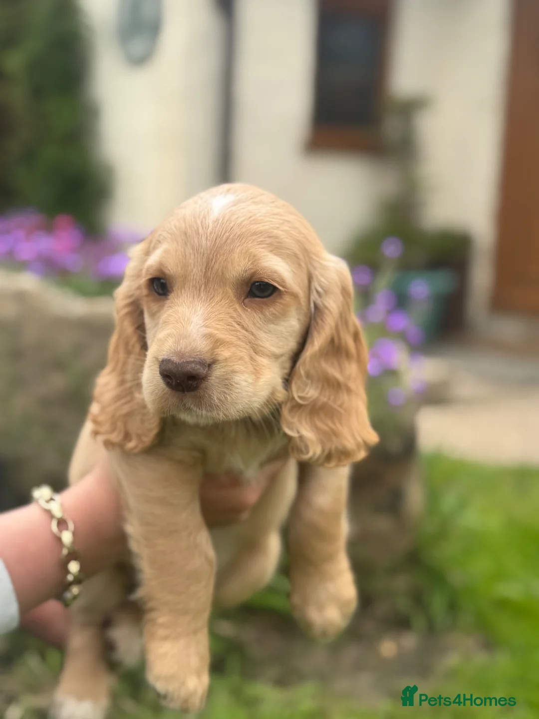 Cocker Spaniel dogs for sale: Beautiful Working Cocker Puppies - Advert 7