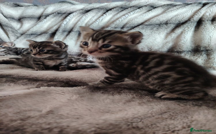 Bengal cats - Advert 3