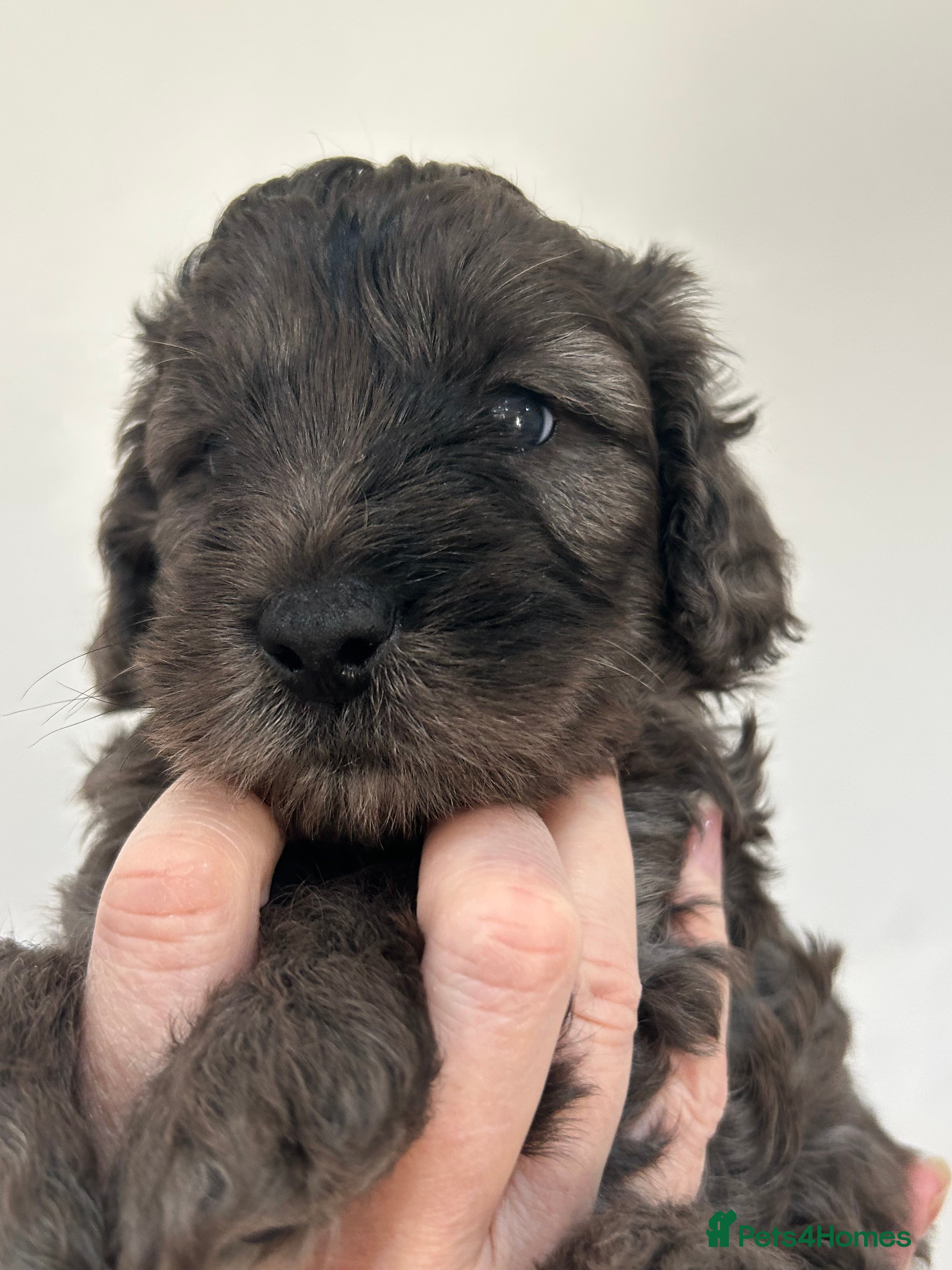 Mini Goldendoodle dogs STUNNING HEALTHY GOLDENDOODLES F1b  - Advert 1