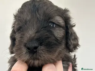 Mini Goldendoodle dogs STUNNING HEALTHY GOLDENDOODLES F1b - Advert 1