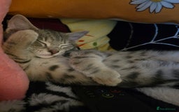 Domestic Shorthair cats for sale: Male Kitten looking for a new home - Image 2