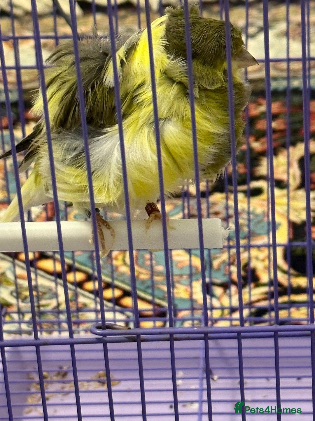 Canaries birds for sale: Persian canary  - Advert 4
