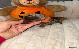Miniature Dachshund dogs for sale: Miniature dachshund pups for sale 2 boys 1 girl  - Image 40