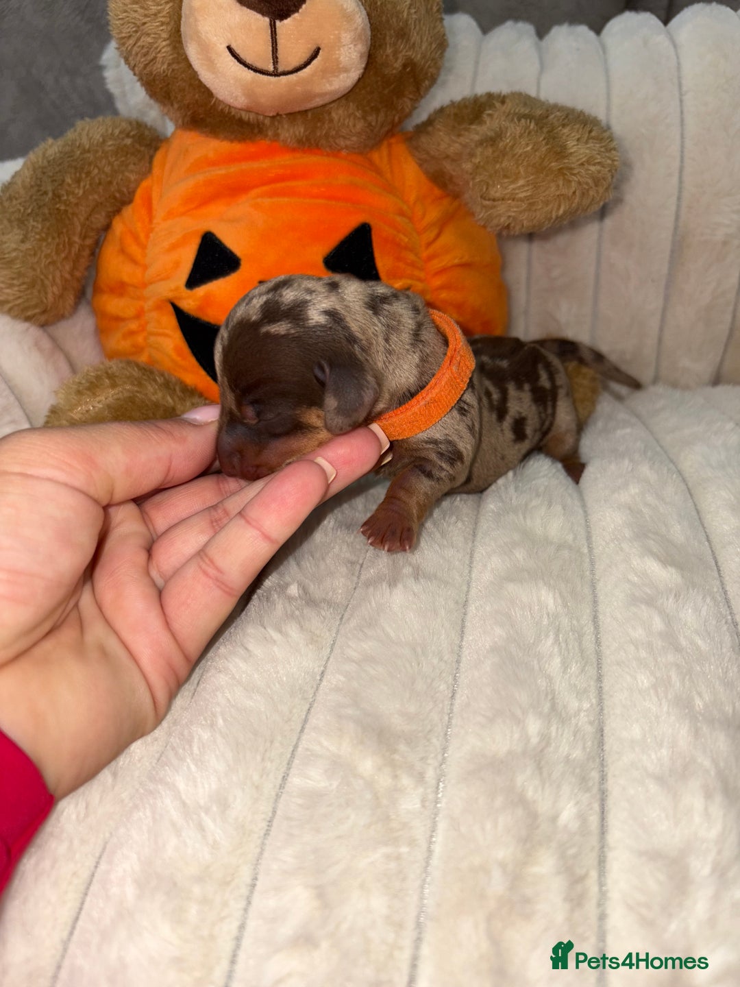 Miniature Dachshund dogs for sale: Miniature dachshund pups for sale 2 boys 1 girl  - Image 40