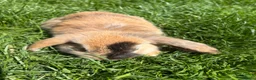Mini Lop rabbits for sale: Beautiful pure breed mini lops😍 - Advert 20