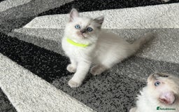 Ragdoll cats for sale: Stunning bluepoint Ragdoll kittens - Image 13