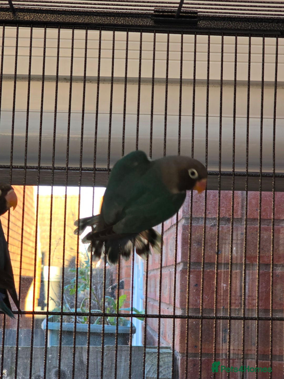 Lovebirds birds for sale: Blackmasked young lovebirds for sale - Advert 7