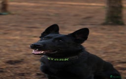 German Shepherd dogs for stud: EXCEPTIONAL BI COLOUR MALE  - Image 6