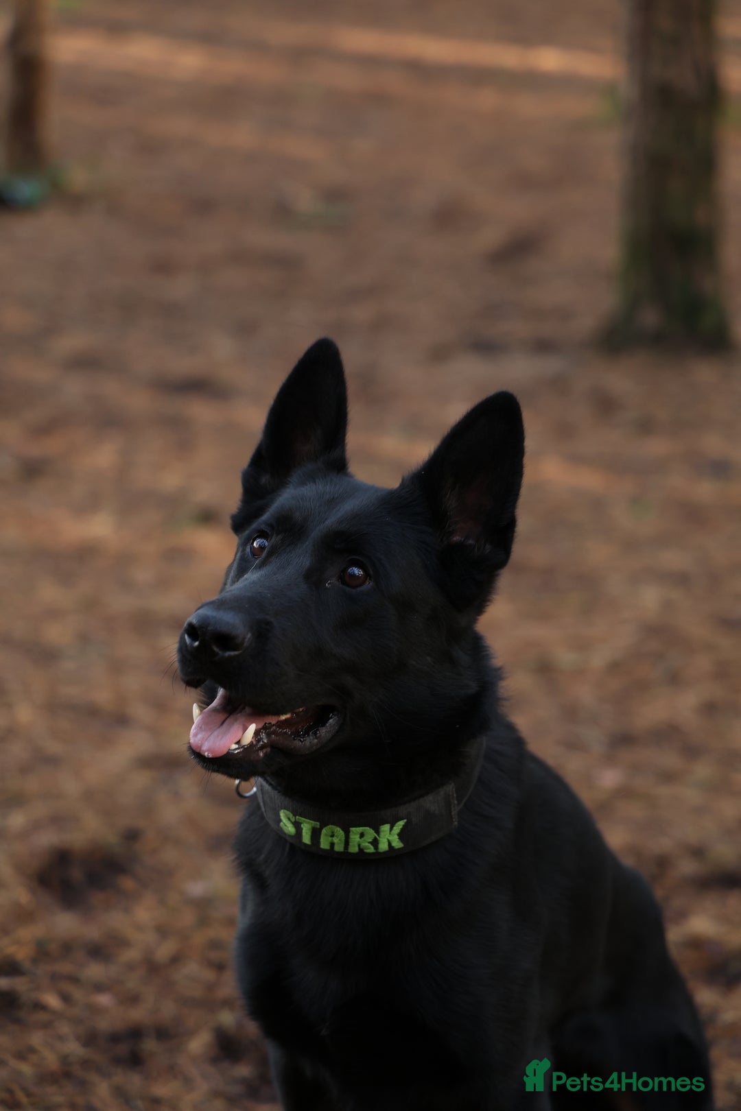German Shepherd dogs for stud: EXCEPTIONAL BI COLOUR MALE  - Image 6
