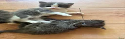 Ragdoll cats for sale: Ragdoll x British Shorthair  - Advert 8