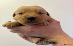 Goldador dogs for sale: Lovely Goldadors  - Image 7