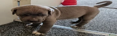 Cane Corso 7