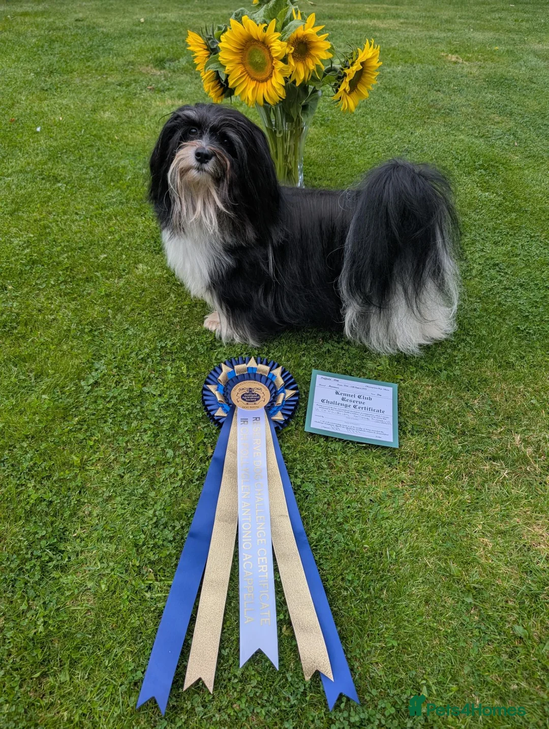 Havanese dogs for stud: Champion Havanese for stud - Advert 2