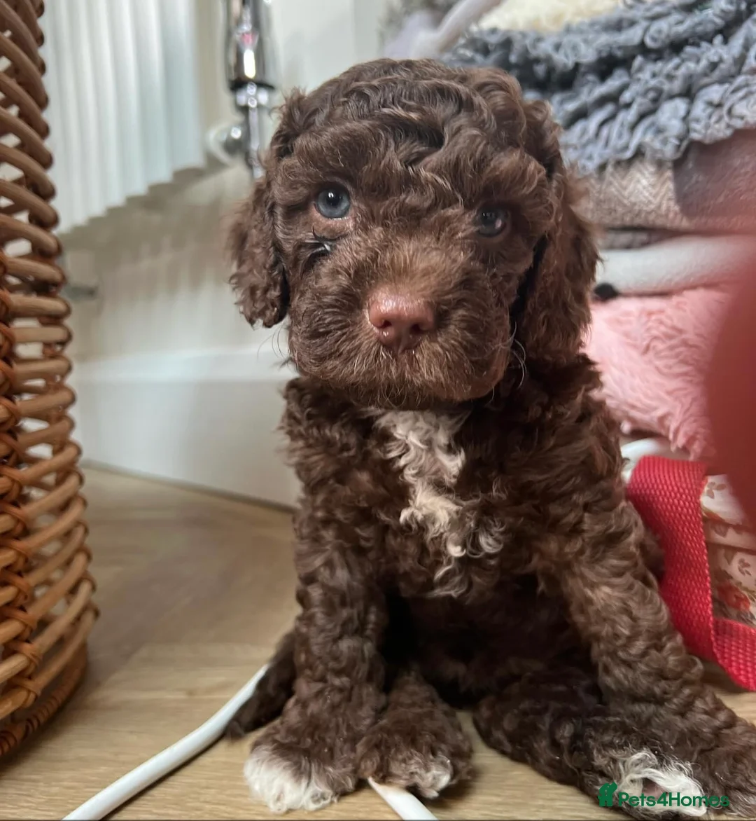 Cockapoo dogs for stud: F1 tri coloured phantom cockapoo for stud in Bournemouth - Advert 19