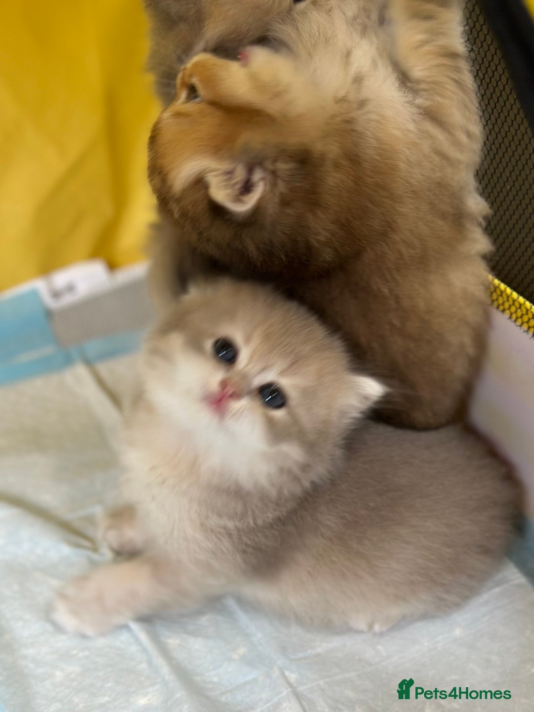 British Longhair cats for sale: Blue golden shaded of the world 🏆's offspring - Image 5