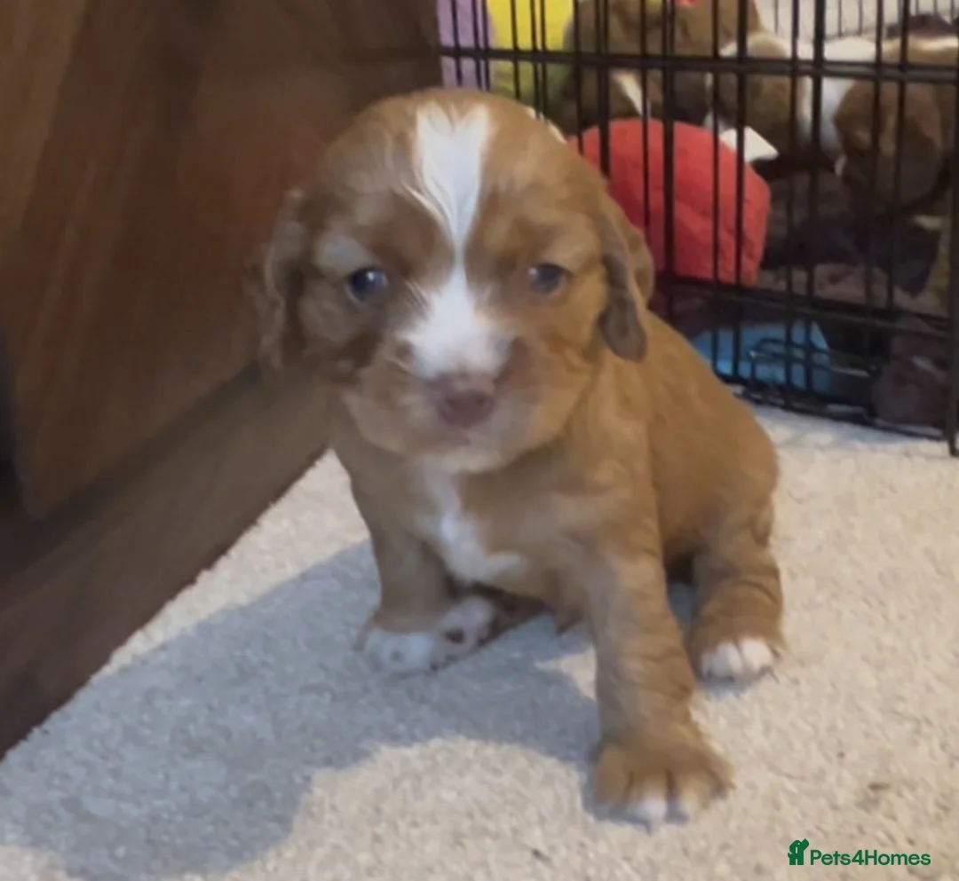 Cavapoo dogs for sale: Blue eyed Cavapoo puppies for sale in Colchester - Advert 1