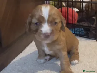 Cavapoo dogs Blue eyed Cavapoo puppies for sale - Advert 1