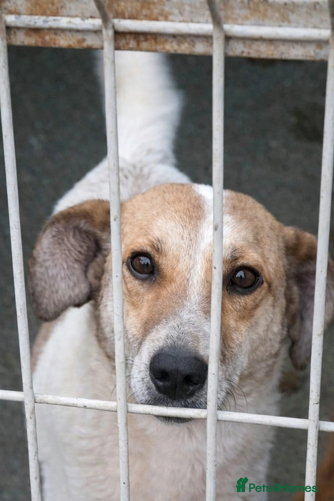 Mixed Breed dogs for adoption: 🤍 JUNIOR – a gentle soul waiting for his family - Advert 6