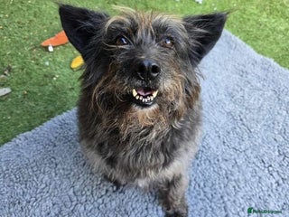 Mixed Breed dogs in Waltham Abbey - Advert 24
