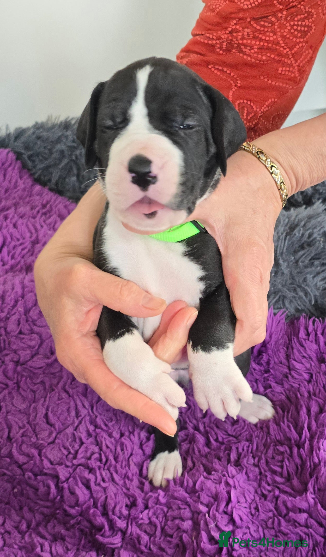 Great Dane dogs Beautiful Litter from Exceptional Parents - Advert 2