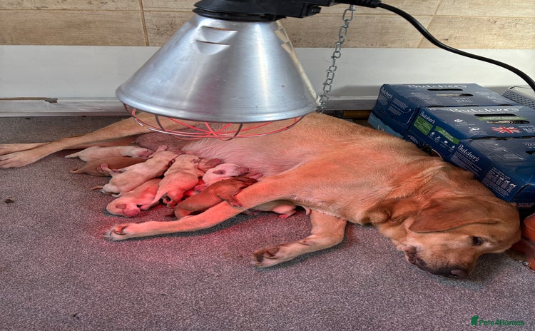 Labrador Retriever dogs LABRADOR PUPPIES FOR SALE  - Advert 1