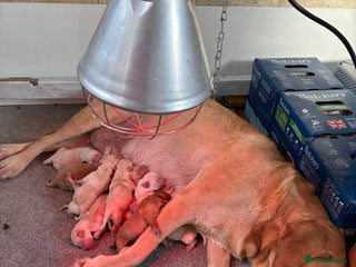 Labrador Retriever dogs LABRADOR PUPPIES FOR SALE - Advert 9