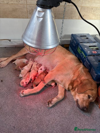 Labrador Retriever dogs LABRADOR PUPPIES FOR SALE - Advert 1