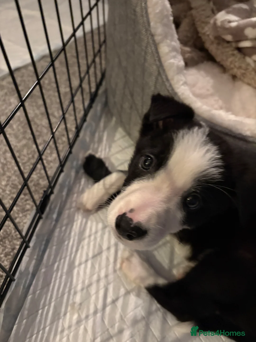Border Collie dogs for sale: Border Collie Puppy  - Advert 4