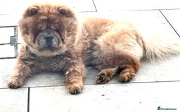 Chow Chow dogs for sale: Teddy - Chow Chow  - Image 2