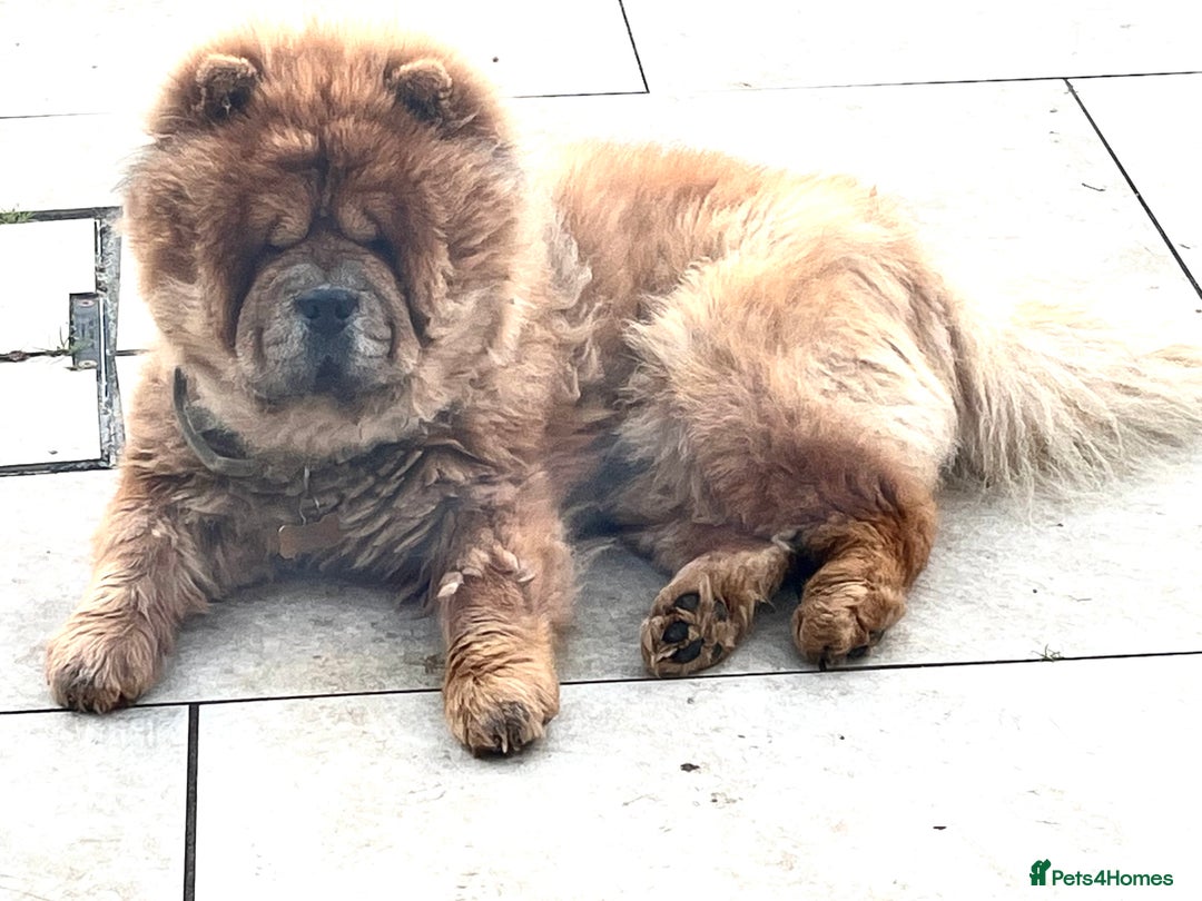 Chow Chow dogs for sale: Teddy - Chow Chow  - Image 2
