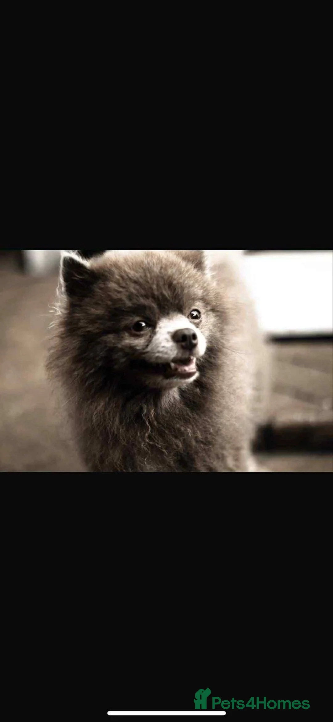 Pomeranian dogs for stud: Nash(Pom) - Advert 5