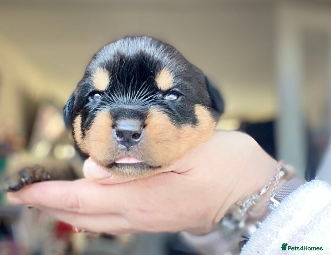 Rottweiler dogs for sale: Hulk and Ruby Rottweiler puppies  - Advert 17