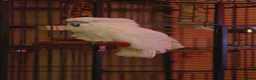 Cockatoo birds for sale: Male Umbrella Cockatoo - 6 years old in South Shields - Advert 5