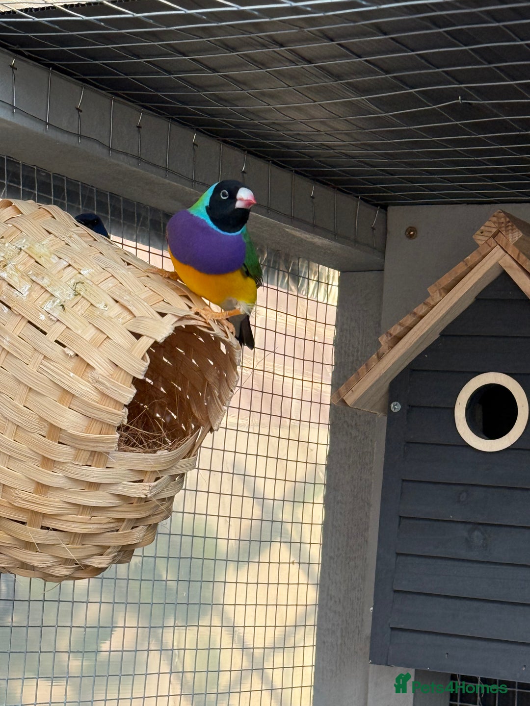 Finches birds for sale: 2 male guardians swap for parrot finches - Advert 10