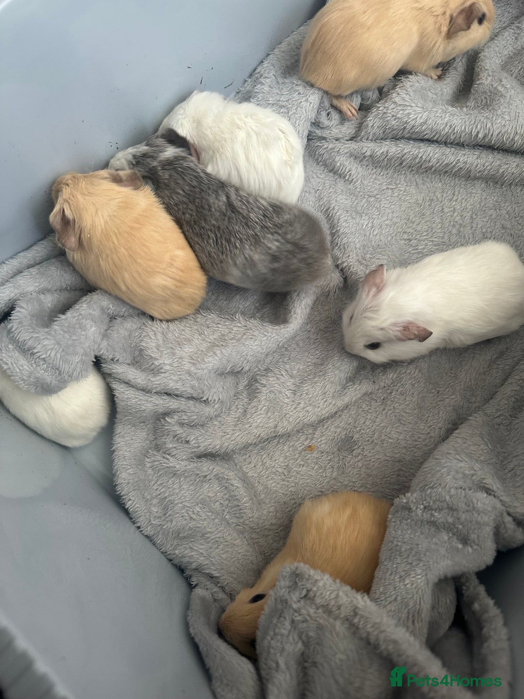 Guinea Pig rodents for sale: Baby guinea pigs  - Image 8