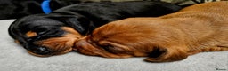 Dachshund dogs for sale: Beautiful Miniature Dachshund - Advert 21