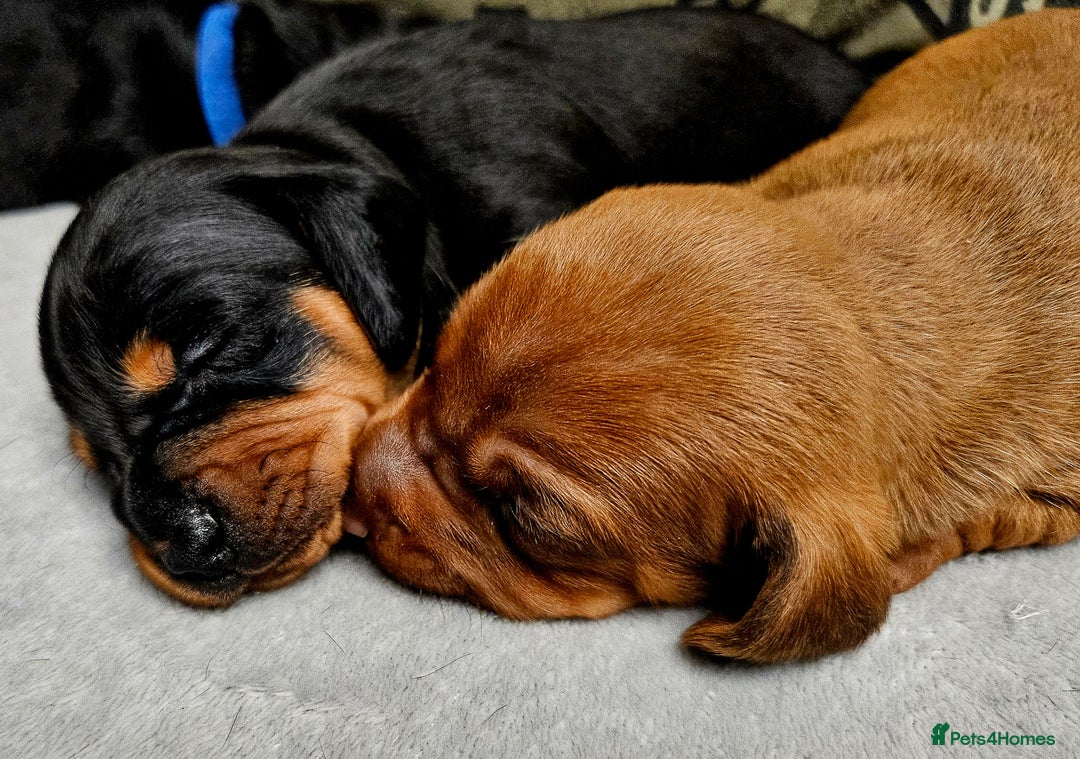 Dachshund dogs for sale: Beautiful Miniature Dachshund - Advert 21