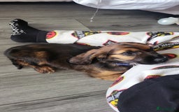 Cocker Spaniel dogs for stud: Bailey and his beautiful coloured coat - Advert 4