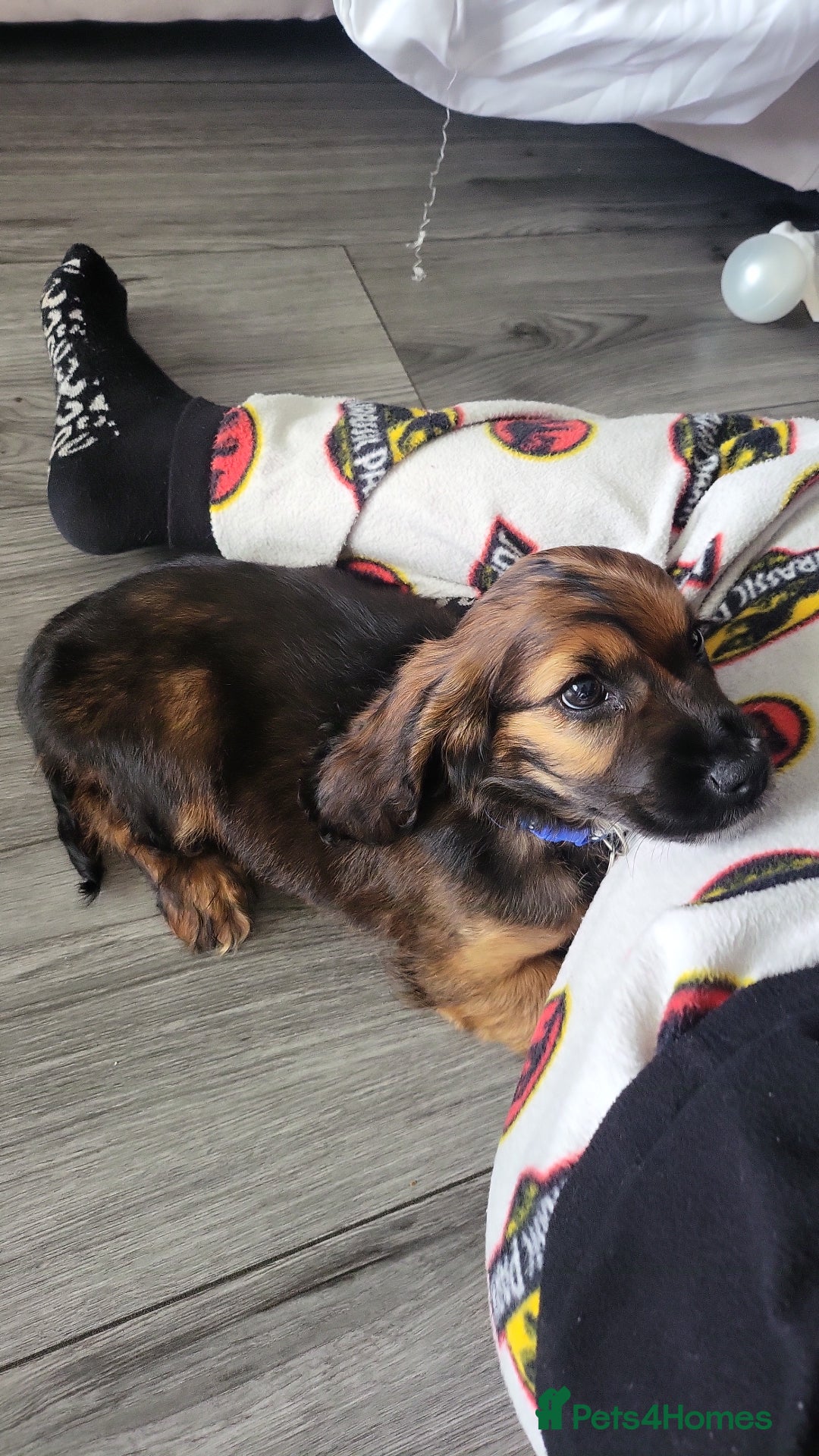 Cocker Spaniel dogs for stud: Bailey and his beautiful coloured coat - Advert 4