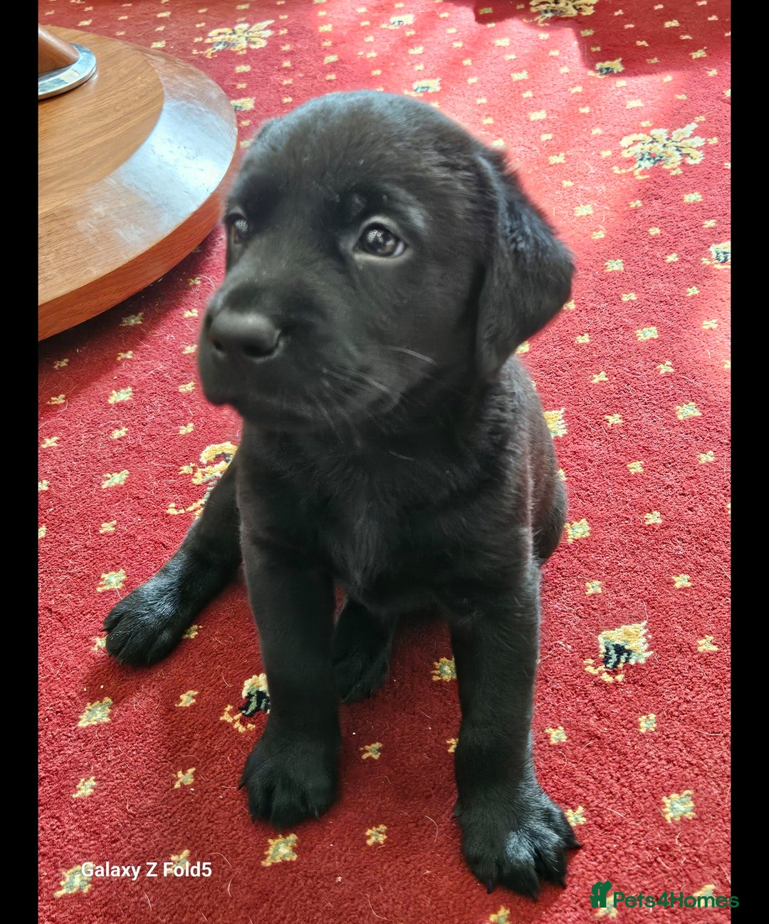 Labrador Retriever dogs for sale: Stunning litter Both Parents Health Tested - Image 10