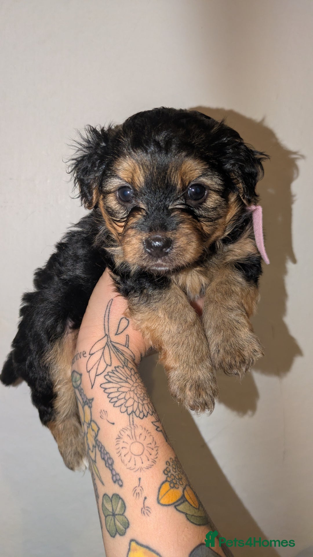 Mixed Breed dogs for sale: Porkies (Pom x Yorkie) Puppies! - Image 7