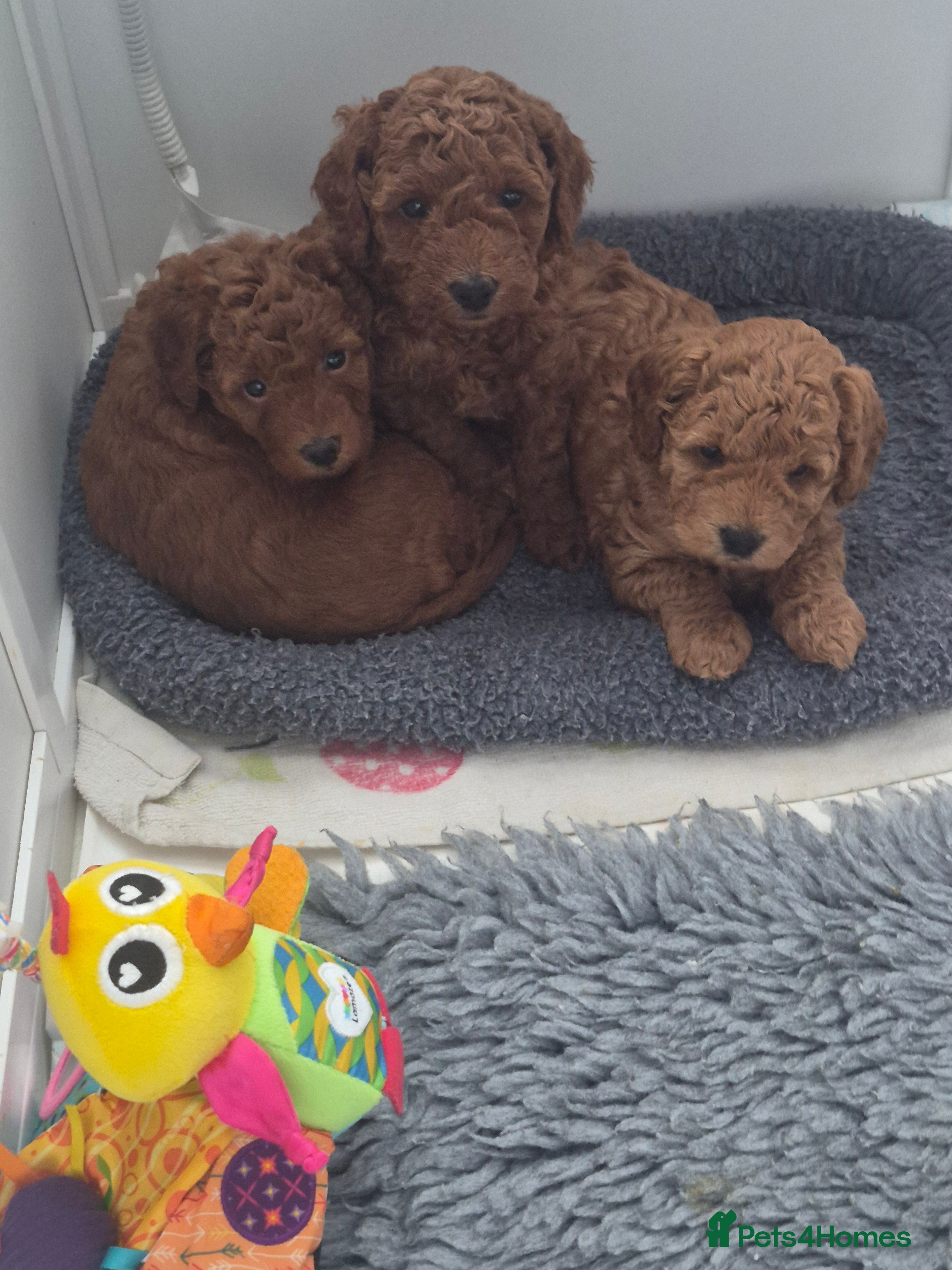 Miniature Poodle dogs GORGEOUS 💕Red Miniature Poodle Puppies  - Advert 14