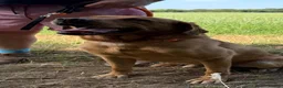 Labrador Retriever dogs for sale: Adult - KC Reg Fox Red Labrador Retriever Dog - Advert 1